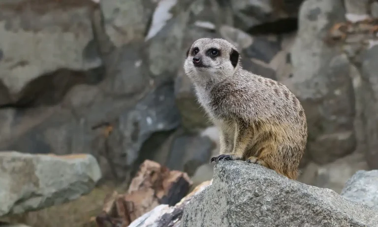 Meerkat at Edinburgh Zoo